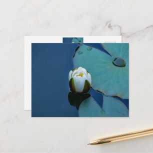 White water lily in the pond, nature photography postcard
