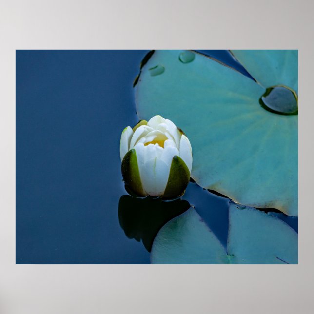 White water lily in the pond, nature photography poster (Front)