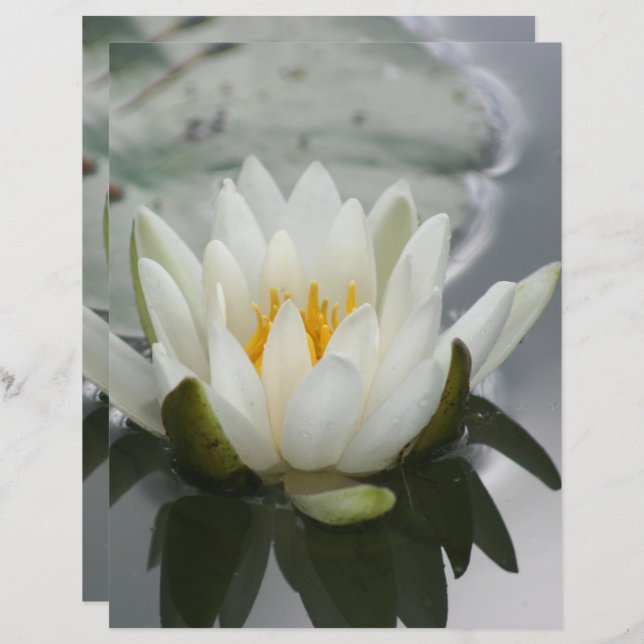 White Water Lily Lotus Blossom Flower Scrapbook (Front/Back)