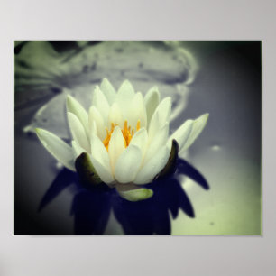 White Water Lily Lotus Flower Partial Colour Poster