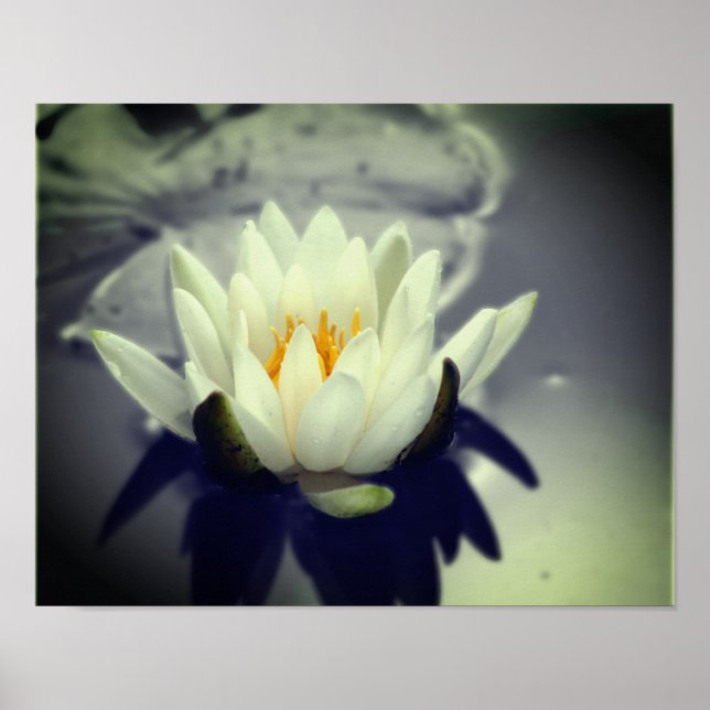 White Water Lily Lotus Flower Partial Colour Poster (Front)
