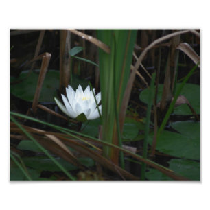 White Water Lily Lotus Lilypads 10x8 Flower Photo Print