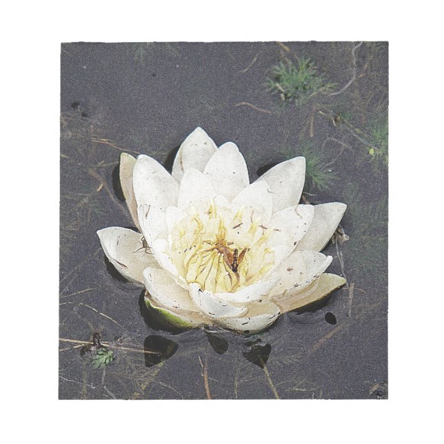 White water lily notepad (Front)