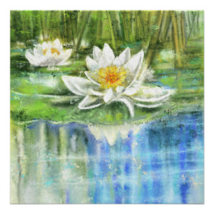 White Water Lily Nymphaea Alba Poster