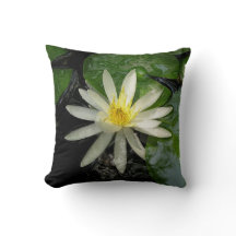 White Water Lily Photograph