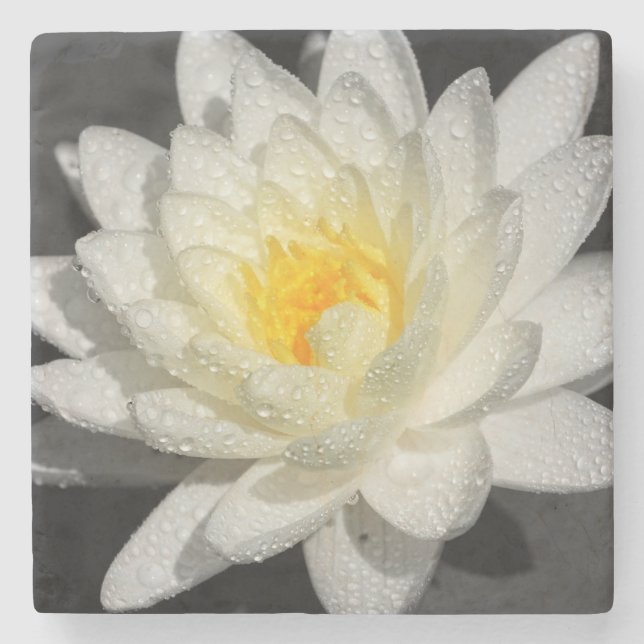 White Water Lily Photograph Stone Coaster (Front)