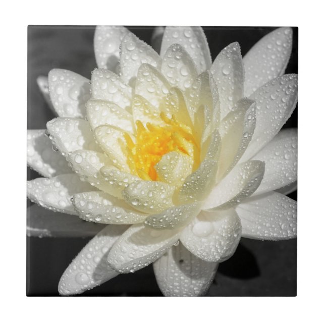 White Water Lily Photograph Tile (Front)