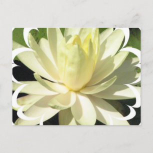 White Water Lily Postcard