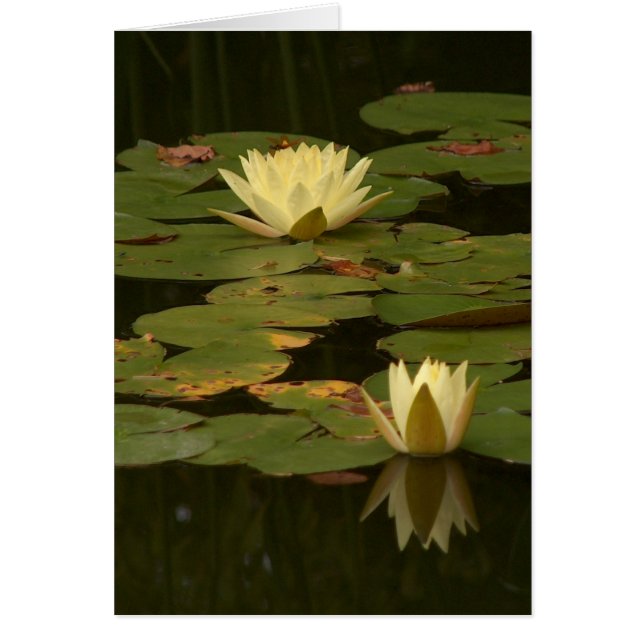 White Waterlilies (Front)