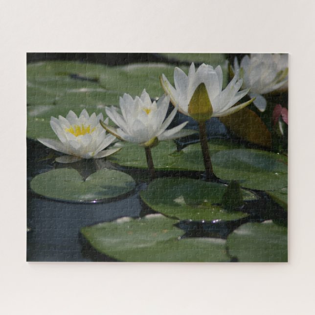 White Waterlilies Jigsaw Puzzle (Horizontal)