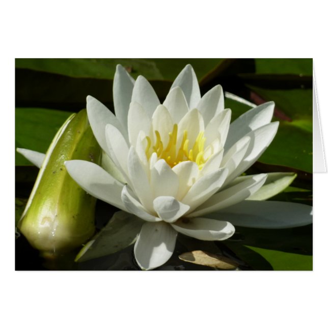 White Waterlily and Bud Floral (Front Horizontal)