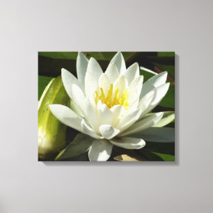 White Waterlily and Bud Floral Canvas Print