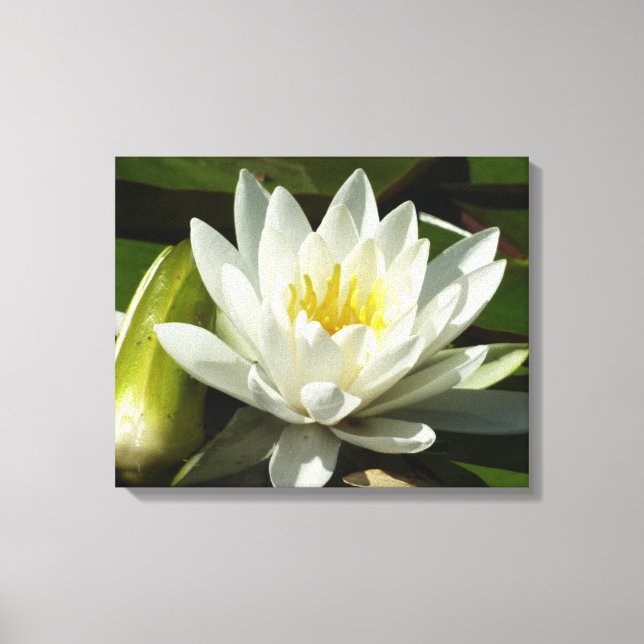 White Waterlily and Bud Floral Canvas Print (Front)