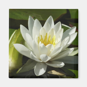 White Waterlily and Bud Floral Magnet