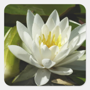 White Waterlily and Bud Floral Square Sticker