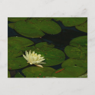 White Waterlily I Peaceful Floral Photography Postcard