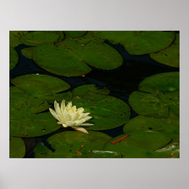 White Waterlily I Peaceful Floral Photography Poster (Front)