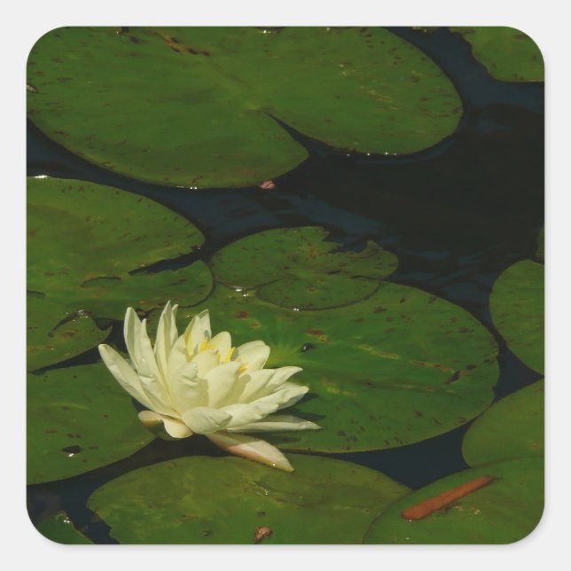 White Waterlily I Peaceful Floral Photography Square Sticker (Front)