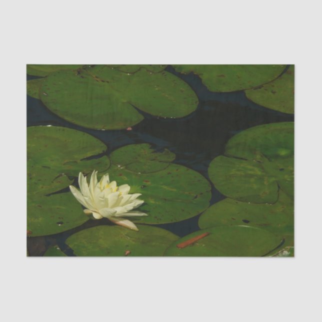 White Waterlily I Peaceful Floral Photography Tissue Paper (Front)