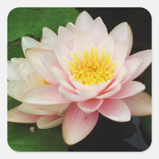 White Waterlily/Lotus Flower Sticker (Front)
