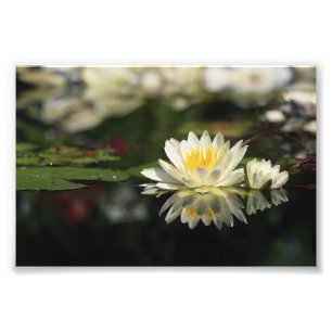 White Waterlily Photo Print