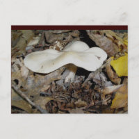 White Wavy Mushroom Postcard