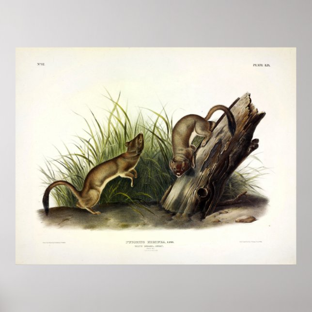 White Weasel (Stoat, Ermine) by Audubon Poster (Front)