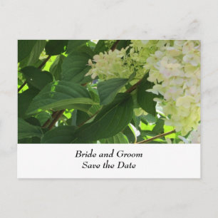 White Wedding Hydrangeas Announcement Postcard