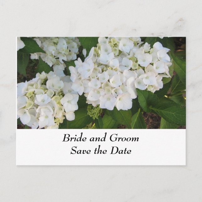 White Wedding Hydrangeas Announcement Postcard (Front)