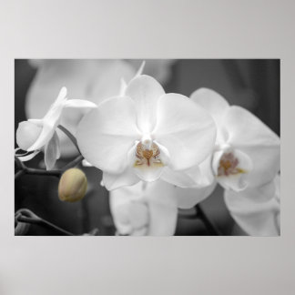 White Wedding Orchid Poster