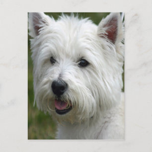 White West Highland Terrier Postcard