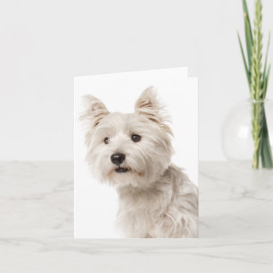 White West Highland Terrier Puppy Dog Hello Love Card