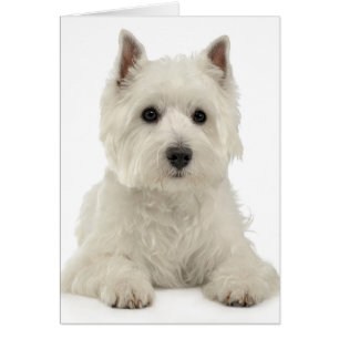 White West Highland Terrier Puppy Dog Westie