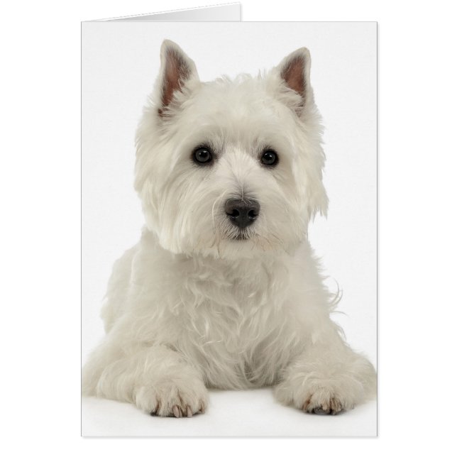 White West Highland Terrier Puppy Dog Westie (Front)