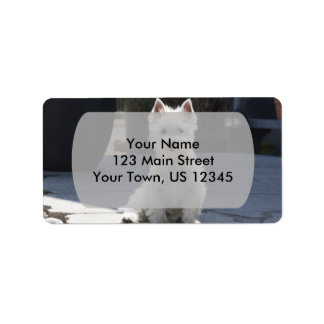 White West Highland Terrier Sitting on Sidewalk Label