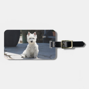White West Highland Terrier Sitting on Sidewalk Luggage Tag
