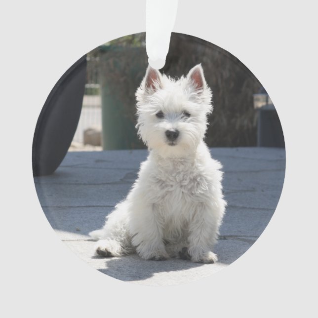 White West Highland Terrier Sitting on Sidewalk Ornament (Front)