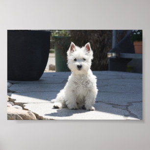 White West Highland Terrier Sitting on Sidewalk Poster