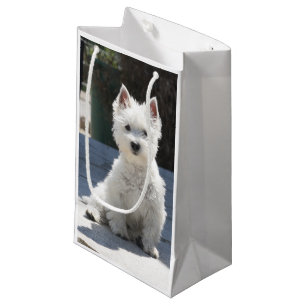 White West Highland Terrier Sitting on Sidewalk Small Gift Bag