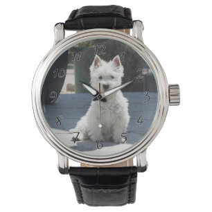 White West Highland Terrier Sitting on Sidewalk Watch