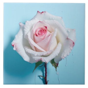 White wet rose on turquoise blue background tile