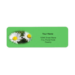 white wild daisy flowers