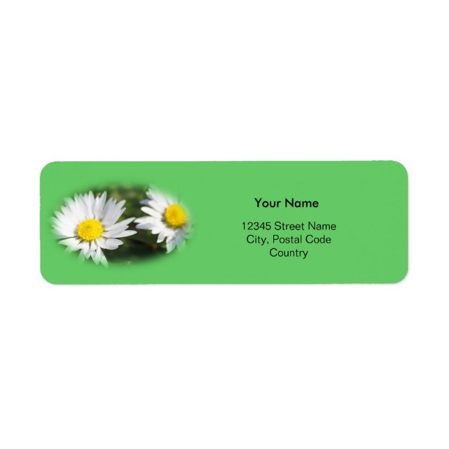 white wild daisy flowers (Front)