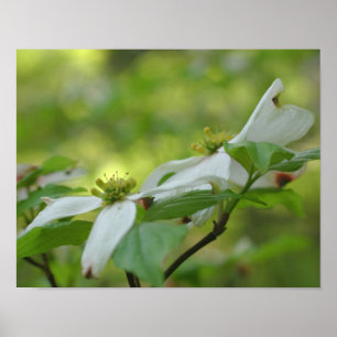 White Wild Dogwood Flower Blossoms Poster