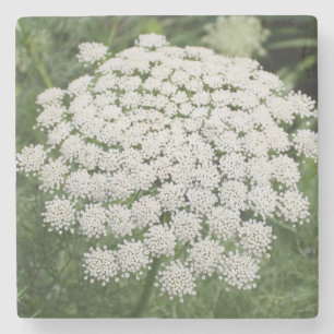 White Wild Flower Queen Anne’s Lace Stone Coaster