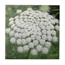 White Wild Flower Queen Anne’s Lace