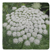 White Wild Flower Queen Anne’s Lace