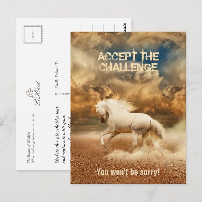 White Wild Horse Crossing the Desert - Collectable Postcard (Front/Back)