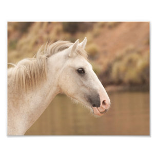 White Wild Horse Photo Print