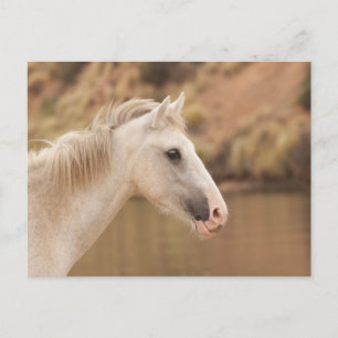 White Wild Horse Postcard